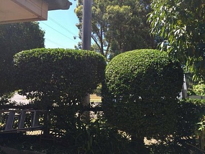 TREE SERVICE